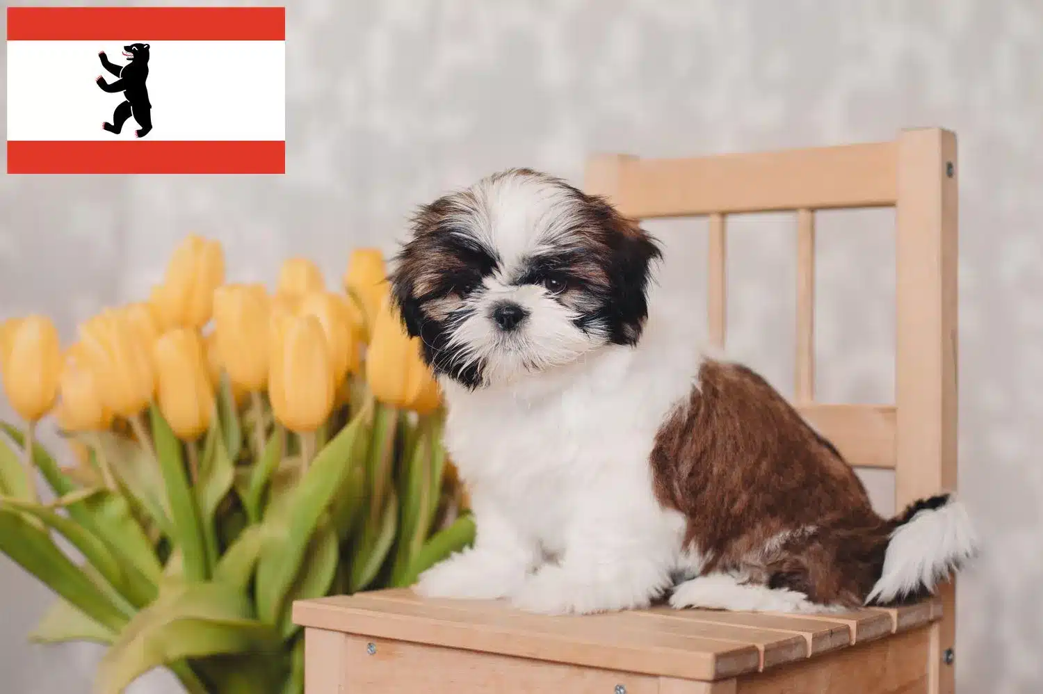 Shih Tzu Züchter und Welpen in Berlin DogWeb Hundeportal