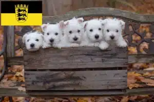 Read more about the article Westie Züchter und Welpen in Baden-Württemberg