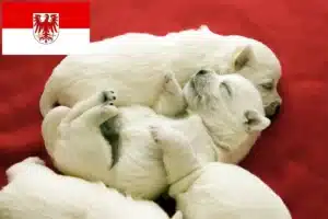 Read more about the article Westie Züchter und Welpen in Brandenburg