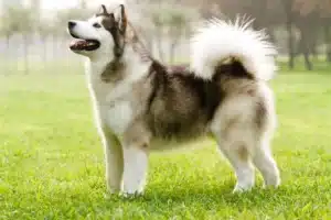 Read more about the article Alaskan Malamute Züchter
