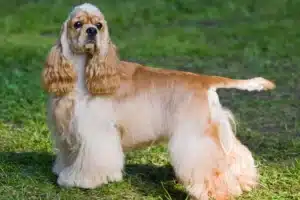 Read more about the article American Cocker Spaniel Züchter