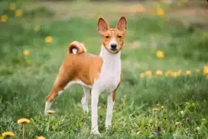 Read more about the article Basenji Züchter