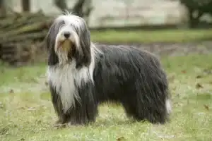 Read more about the article Bearded Collie Züchter
