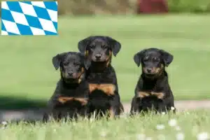 Read more about the article Beauceron Züchter und Welpen in Bayern