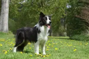 Read more about the article Border Collie Züchter