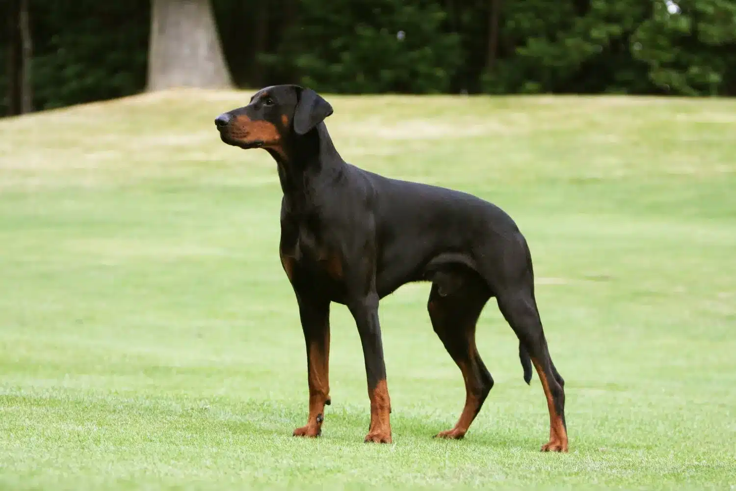 Dobermann Züchter DogWeb Hundeportal