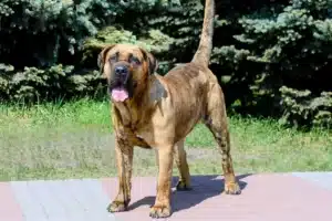 Read more about the article Dogo Canario Züchter