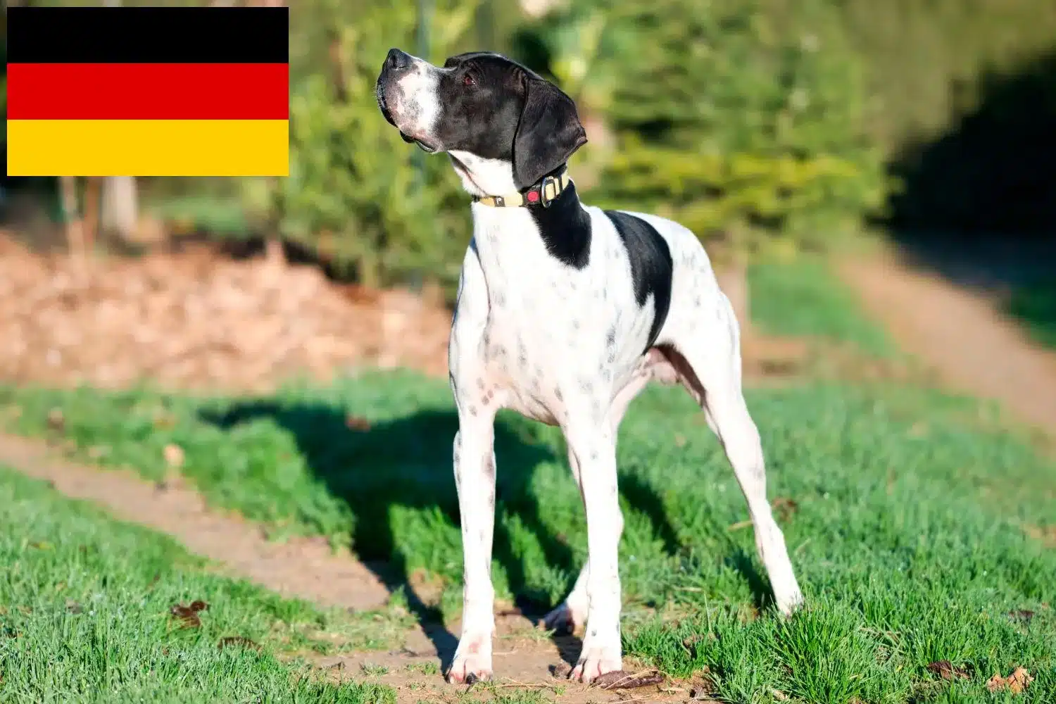 English Pointer Züchter und Welpen in Deutschland - DogWeb - Hundeportal