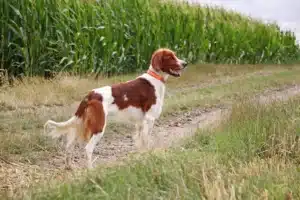 Read more about the article Irish Red and White Setter Züchter