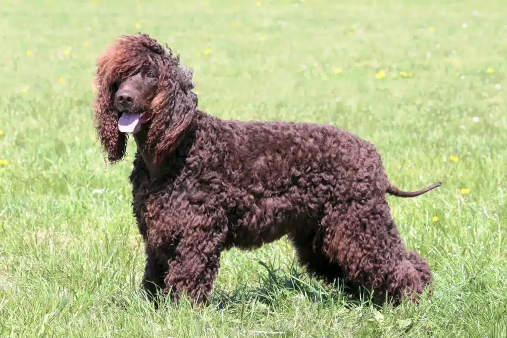 Irish Water Spaniel Züchter mit Welpen Sachsen-Anhalt