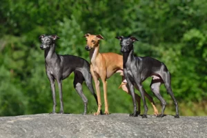 Drei Hunde der Rasse Italienisches Windspiel stehen auf einem Felsen
