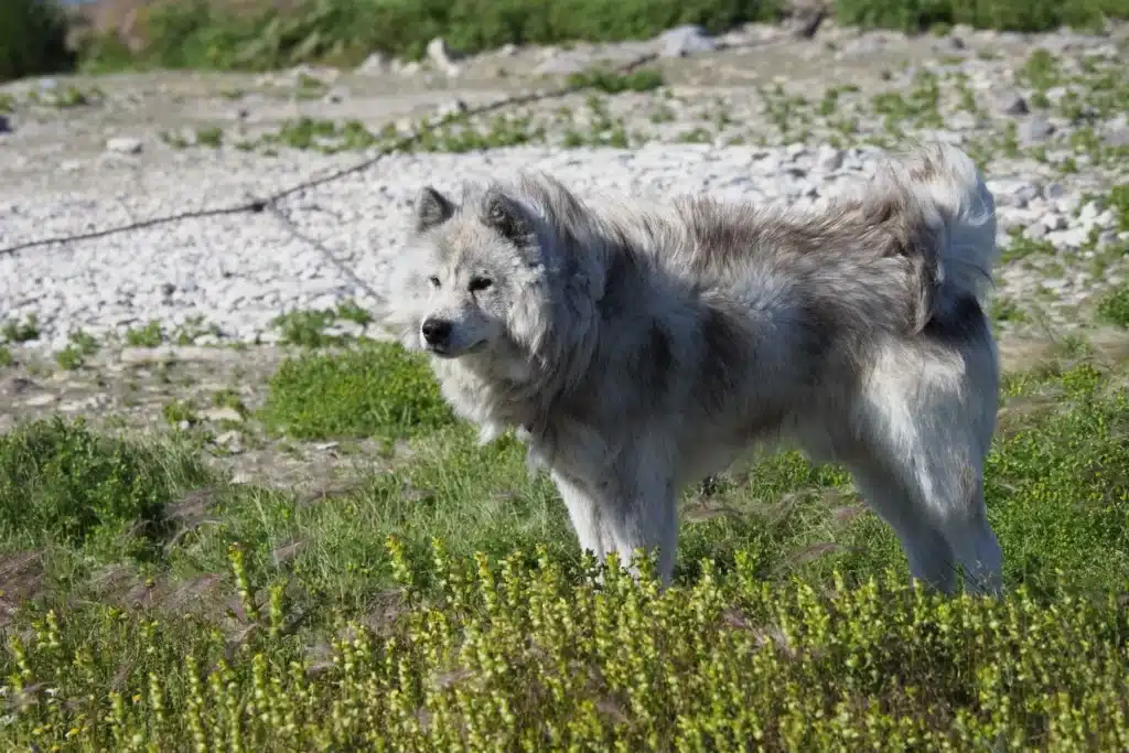 Kanadischer Eskimohund Züchter mit Welpen Hamburg