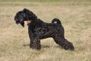 Read more about the article Kerry Blue Terrier Züchter