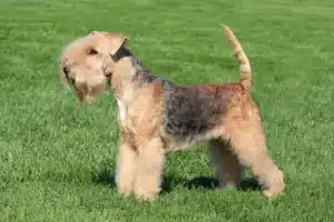 Read more about the article Lakeland Terrier Züchter
