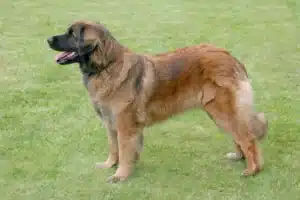 Read more about the article Leonberger Züchter