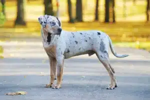 Read more about the article Louisiana Catahoula Leopard Dog Züchter