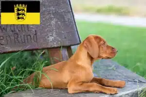 Read more about the article Magyar Vizsla Züchter und Welpen in Baden-Württemberg