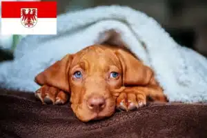 Read more about the article Magyar Vizsla Züchter und Welpen in Brandenburg