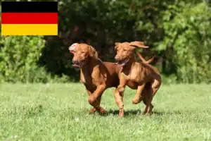 Read more about the article Magyar Vizsla Züchter und Welpen in Deutschland