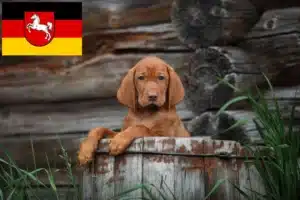 Read more about the article Magyar Vizsla Züchter und Welpen in Niedersachsen