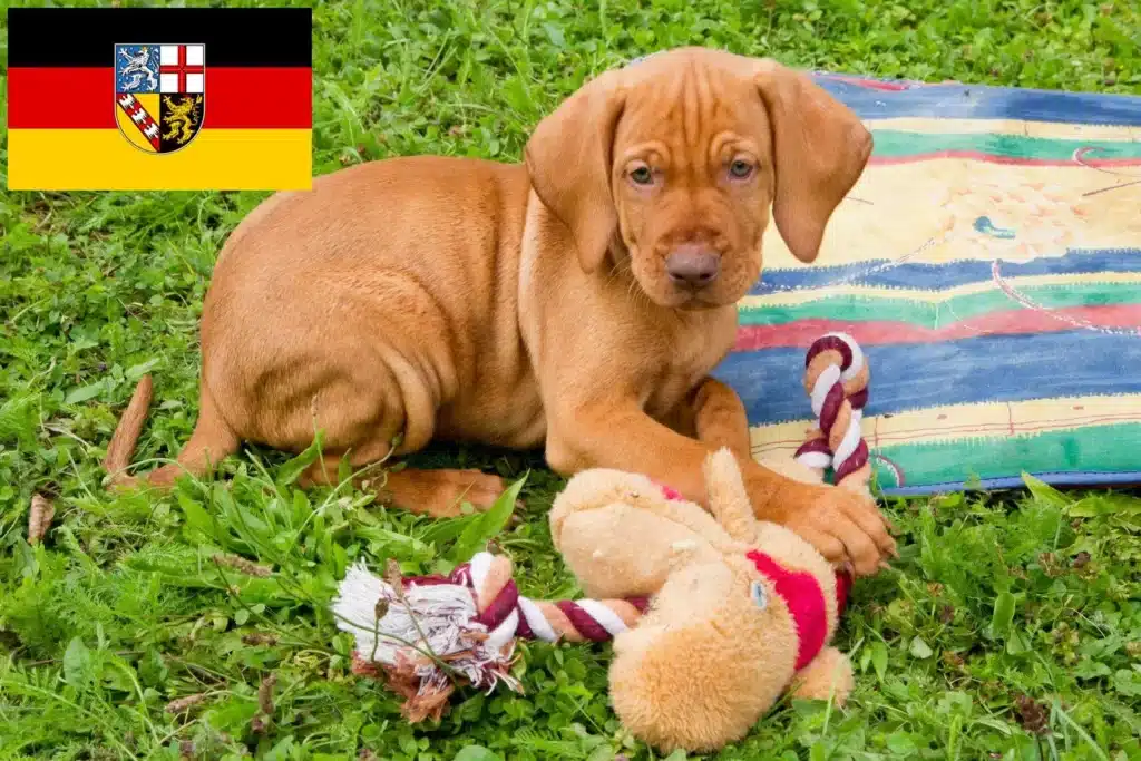 Magyar Vizsla Züchter mit Welpen Saarland