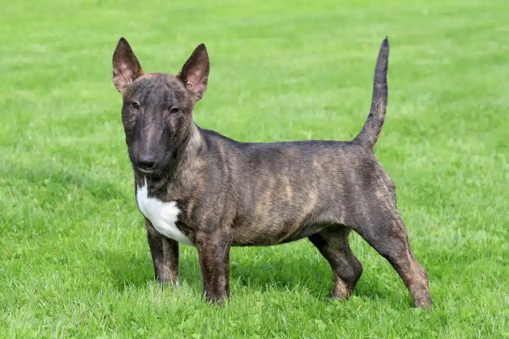 Miniature Bull Terrier Züchter mit Welpen Rheinland-Pfalz