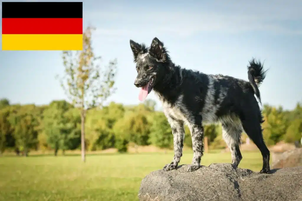 Mudi Züchter mit Welpen Deutschland