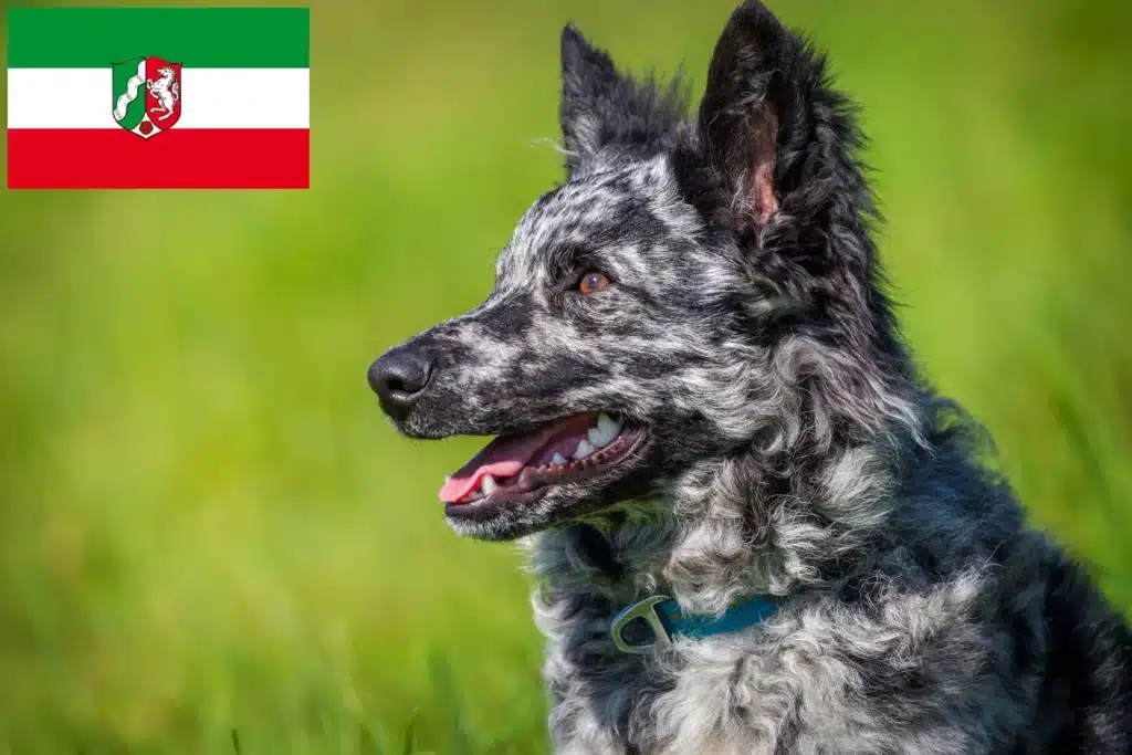Mudi Züchter mit Welpen Nordrhein-Westfalen