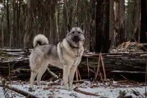 Mehr über den Artikel erfahren Norwegischer Elchhund grau Züchter