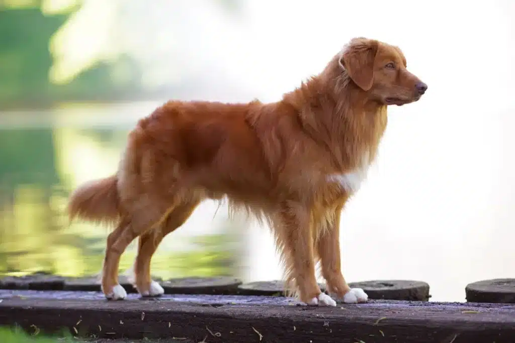 Nova Scotia Duck Tolling Retriever Züchter mit Welpen Mecklenburg-Vorpommern