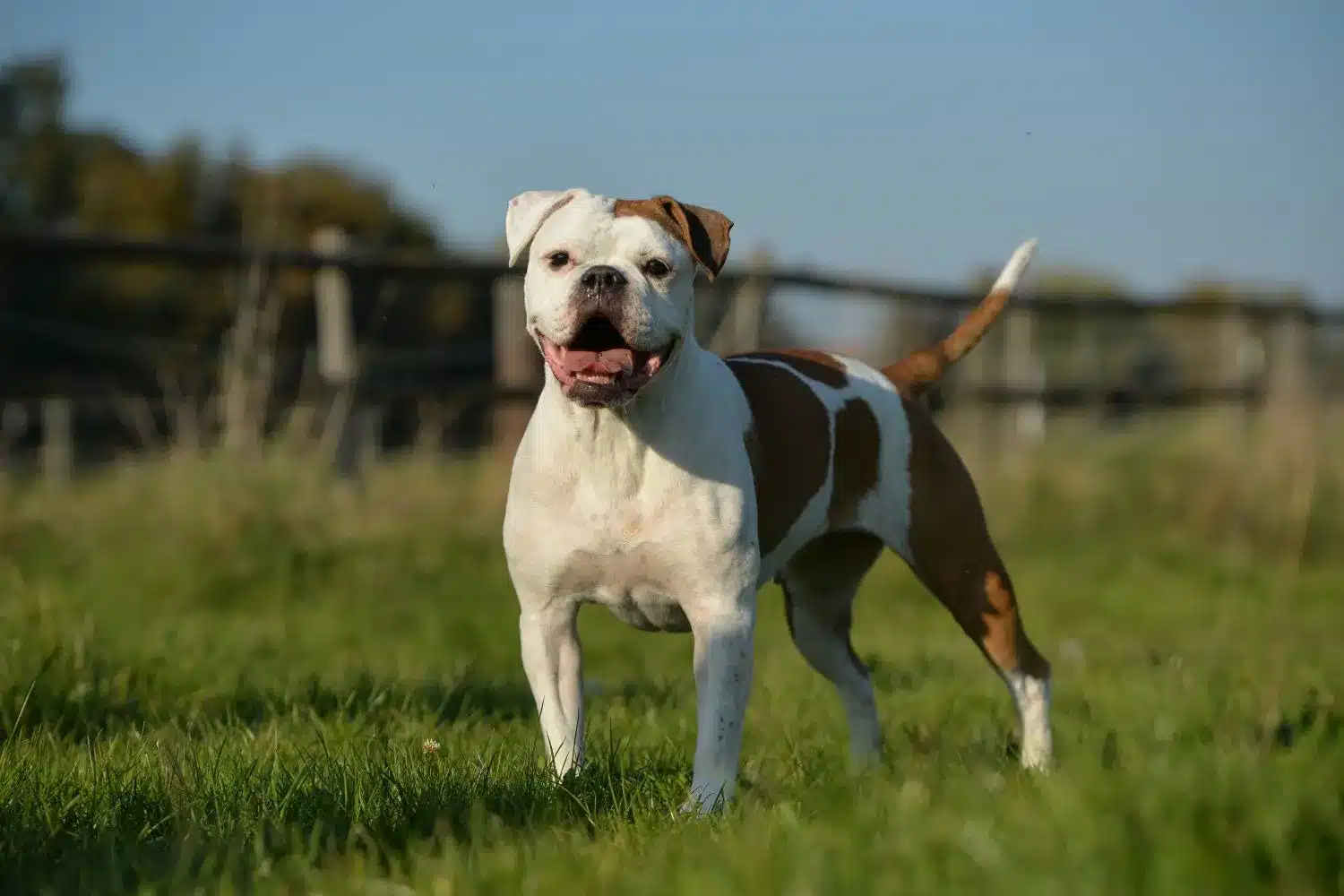 Olde English Bulldogge Züchter DogWeb Hundeportal