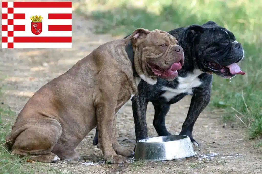 Olde English Bulldogge Züchter mit Welpen Bremen