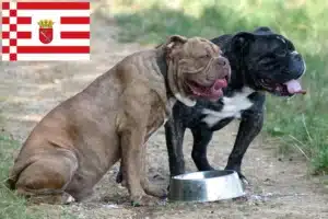 Read more about the article Olde English Bulldogge Züchter und Welpen in Bremen