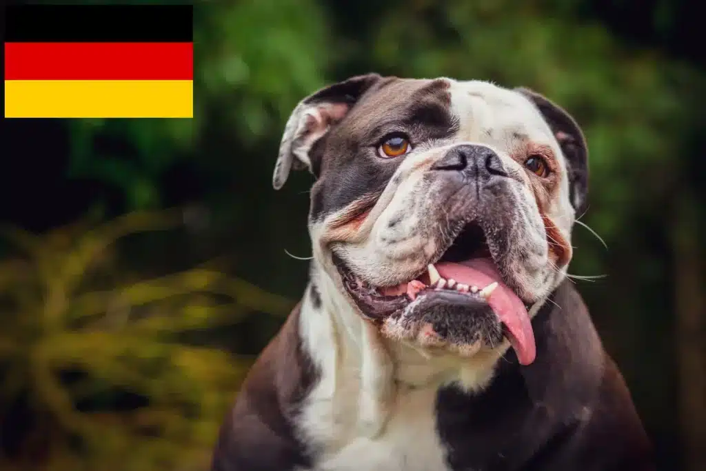 Olde English Bulldogge Züchter mit Welpen Deutschland