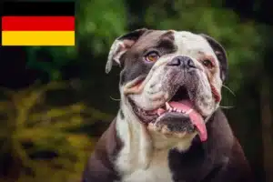 Read more about the article Olde English Bulldogge Züchter und Welpen in Deutschland