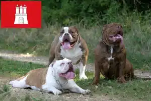 Read more about the article Olde English Bulldogge Züchter und Welpen in Hamburg