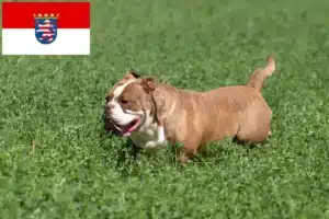 Read more about the article Olde English Bulldogge Züchter und Welpen in Hessen