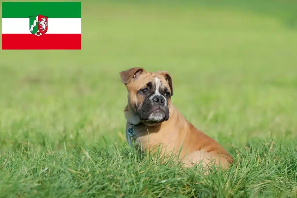 Olde English Bulldogge Züchter mit Welpen Nordrhein-Westfalen