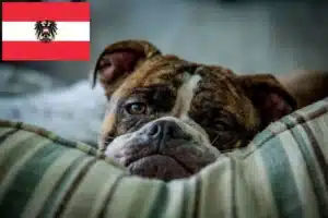 Read more about the article Olde English Bulldogge Züchter und Welpen in Österreich