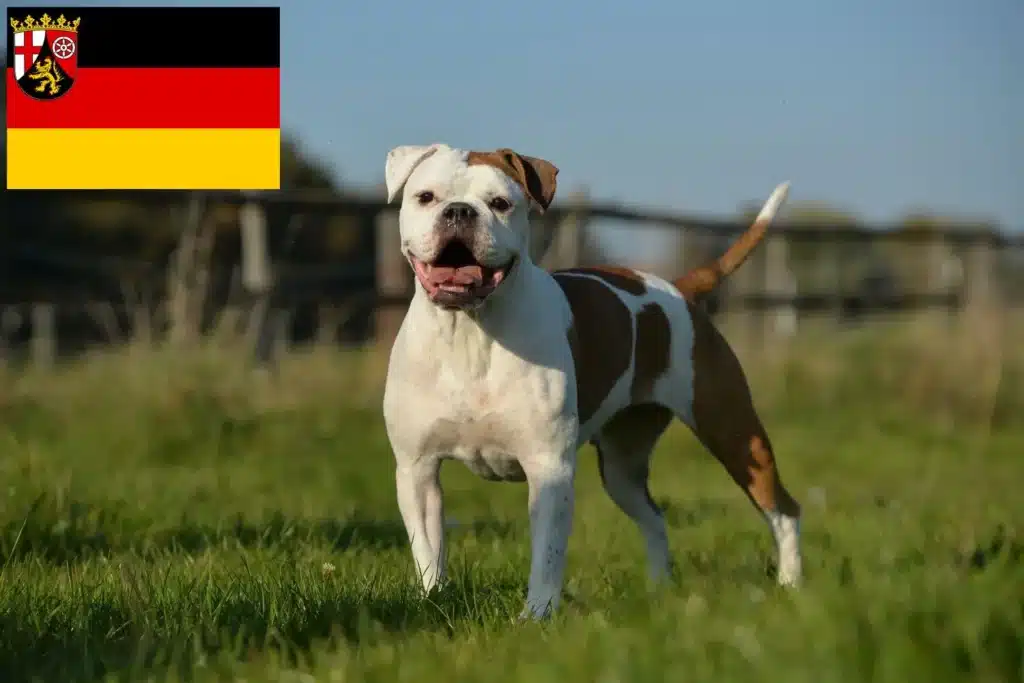 Olde English Bulldogge Züchter mit Welpen Rheinland-Pfalz