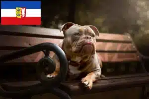 Read more about the article Olde English Bulldogge Züchter und Welpen in Schleswig-Holstein