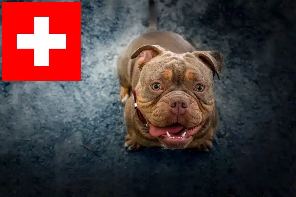 Olde English Bulldogge Züchter mit Welpen Schweiz