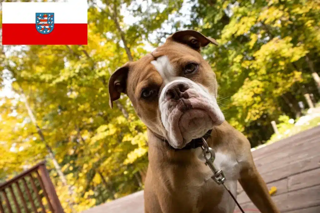 Olde English Bulldogge Züchter mit Welpen Thüringen