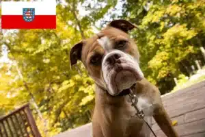 Read more about the article Olde English Bulldogge Züchter und Welpen in Thüringen