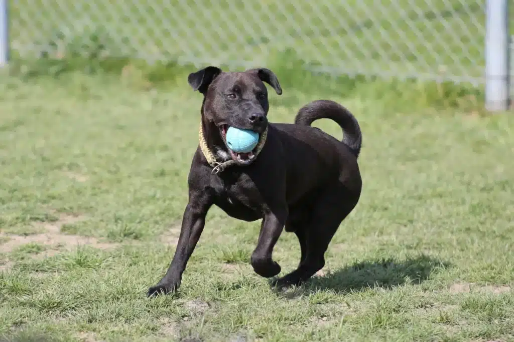 Patterdale Terrier Züchter mit Welpen Niedersachsen