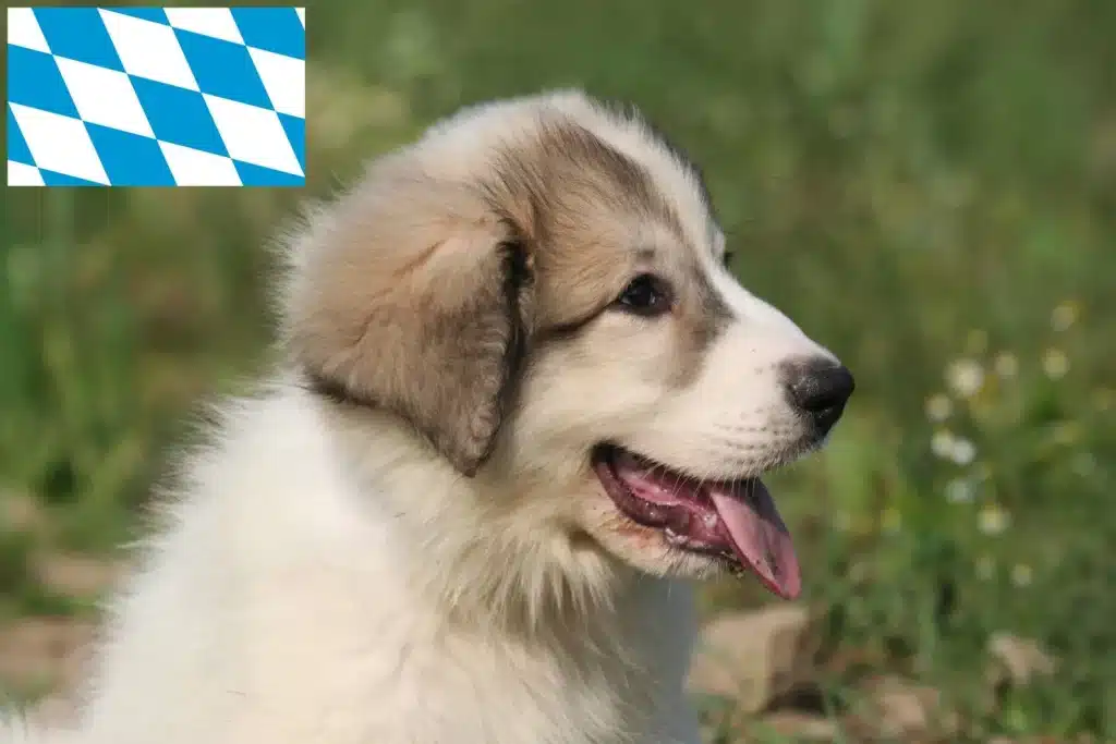 Pyrenäenberghund Züchter mit Welpen Bayern