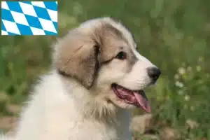 Read more about the article Pyrenäenberghund Züchter und Welpen in Bayern