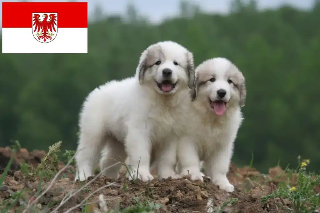 Pyrenäenberghund Züchter mit Welpen Brandenburg