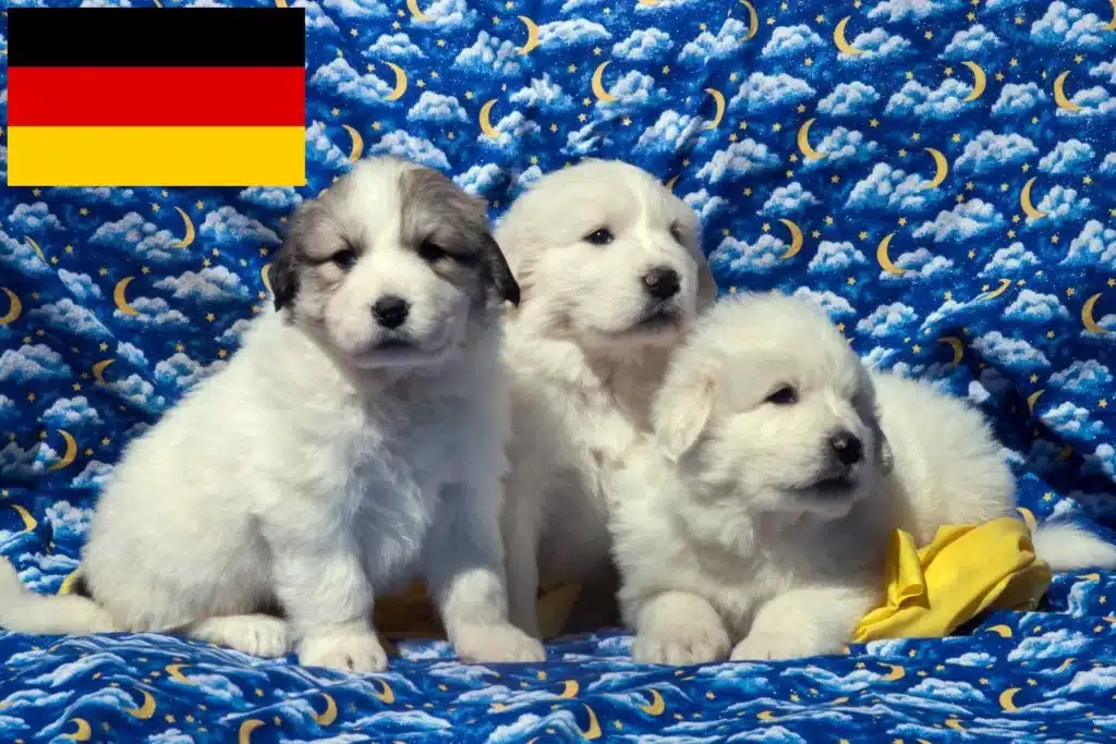 Pyrenäenberghund Züchter mit Welpen Deutschland