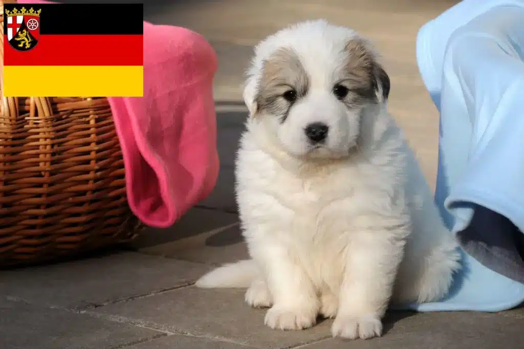 Pyrenäenberghund Züchter mit Welpen Rheinland-Pfalz